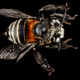 Image for article titled These Exquisite Bee Photographs Reveal Every Delicate Hair, Antenna, and Wing